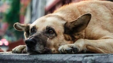 Persisten casos diarios de maltrato animal en Veracruz (Foto de internet)
