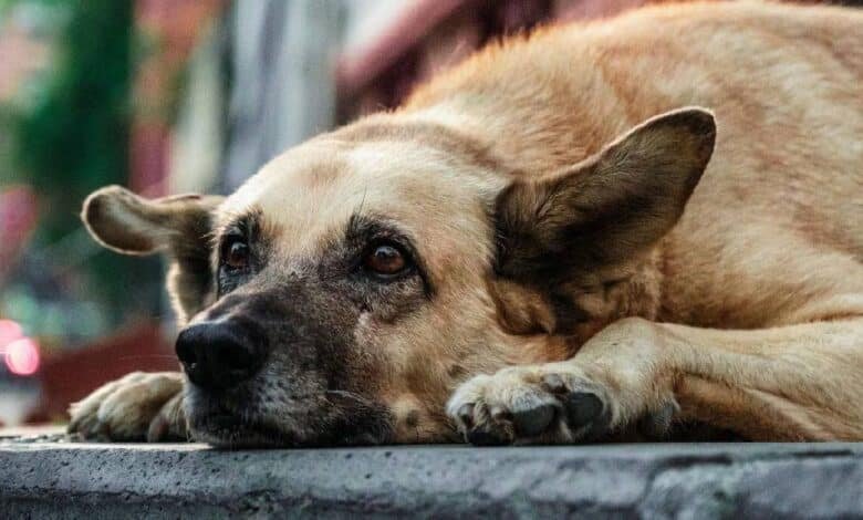 Persisten casos diarios de maltrato animal en Veracruz (Foto de internet)