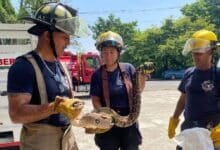 Capturan a boa constrictor en Veracruz, atacó a un gato (Foto de internet)