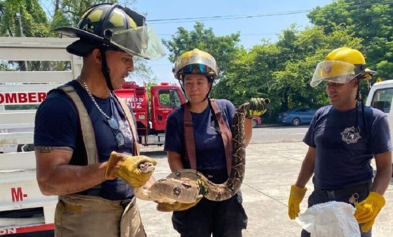 Capturan a boa constrictor en Veracruz, atacó a un gato (Foto de internet)