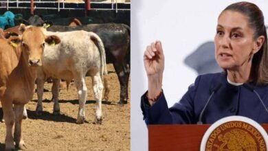 Claudia Sheinbaum prevé reapertura de exportación de ganado a EU