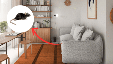 Colocar hojas de laurel en rincones del hogar es una forma natural, económica y segura de repeler roedores sin usar productos tóxicos.