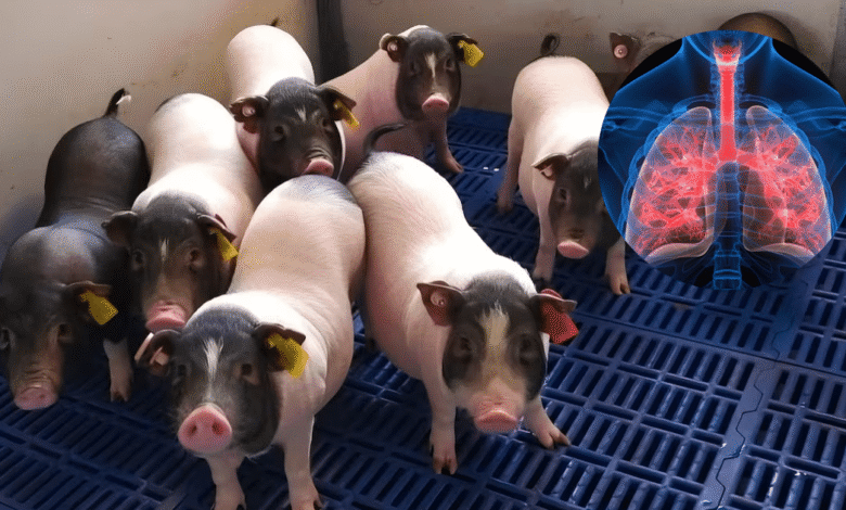 Primer trasplante de pulmón de cerdo a humano abre debate sobre el futuro de la medicina