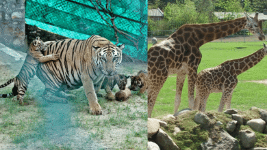 Zoológico de Dinamarca causa polémica al pedir mascotas no deseadas para alimentar a depredadores