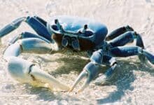 Cangrejo azul Veracruz en riesgo de extinguirse en el estado (Foto de internet)