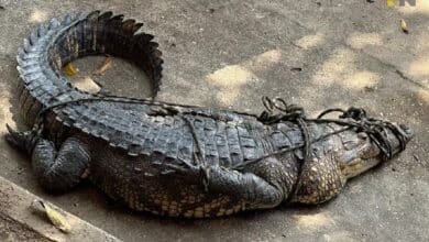 Denuncian robos de cocodrilos en Veracruz, sería por tráfico de fauna (Foto de internet)