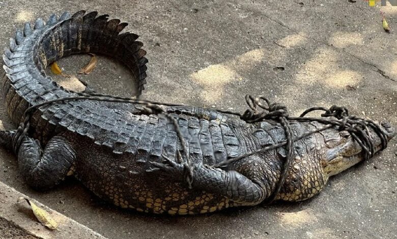 Denuncian robos de cocodrilos en Veracruz, sería por tráfico de fauna (Foto de internet)