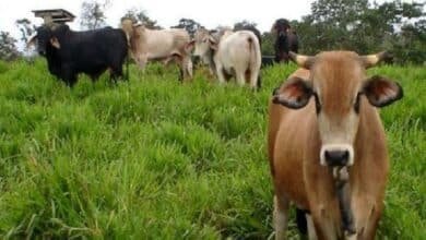 Ataca de nuevo el animal de gran tamaño, esta vez en Villa Allende (Foto de internet)
