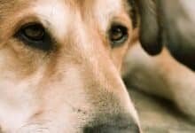 Maltrato animal en Xalapa: perro arrastrado por camioneta (Foto de internet)