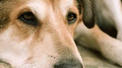 Maltrato animal en Xalapa: perro arrastrado por camioneta (Foto de internet)