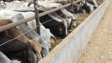 La AMEG da su opinión sobre el gusano barrenador