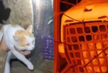 Soldados ucranianos rescatan a gato con ayuda de un robot