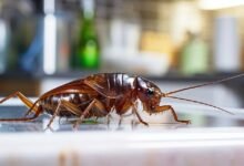 ¿Cómo eliminar hormigas, moscas y otros insectos en tu cocina? (Foto de internet)