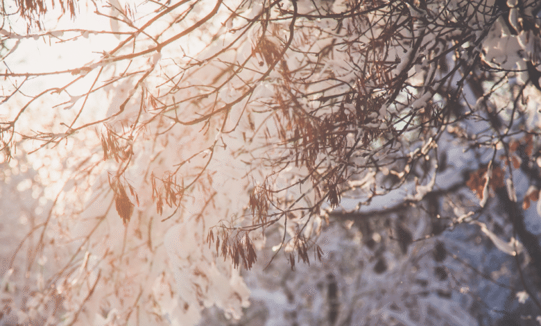 Alimentos clave para fortalecer tu sistema inmune y evitar resfriados en temporada de frío