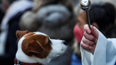 Bendición de mascotas en Catedral de Veracruz este 4 de octubre