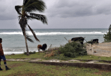 SRE activa atención consular para mexicanos ante impacto del huracán “Melissa” en el Caribe