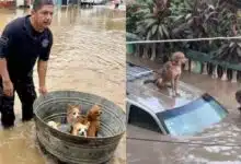 Continúan los rescates de perros, gatos y más animales en inundaciones de Veracruz (Fotos de internet)