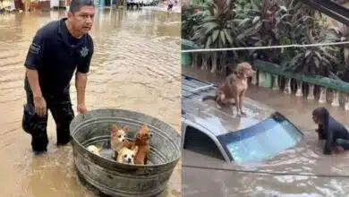 Continúan los rescates de perros, gatos y más animales en inundaciones de Veracruz (Fotos de internet)