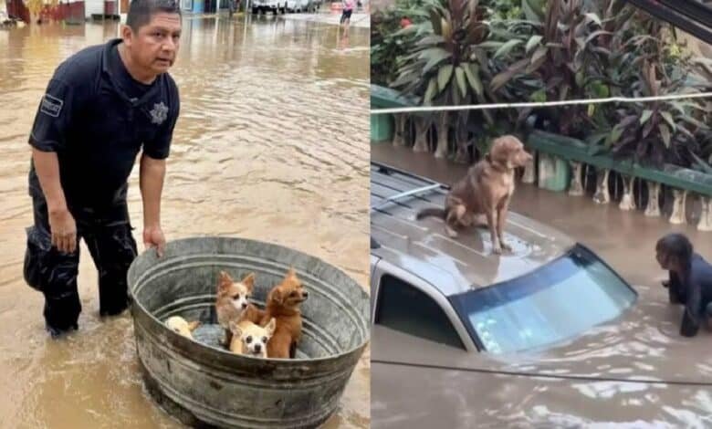 Continúan los rescates de perros, gatos y más animales en inundaciones de Veracruz (Fotos de internet)