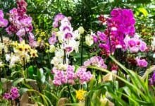 Museo de la Orquídea: un viaje sensorial en Coatepec (Foto de internet)