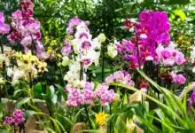 Museo de la Orquídea: un viaje sensorial en Coatepec (Foto de internet)