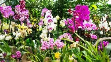 Museo de la Orquídea: un viaje sensorial en Coatepec (Foto de internet)