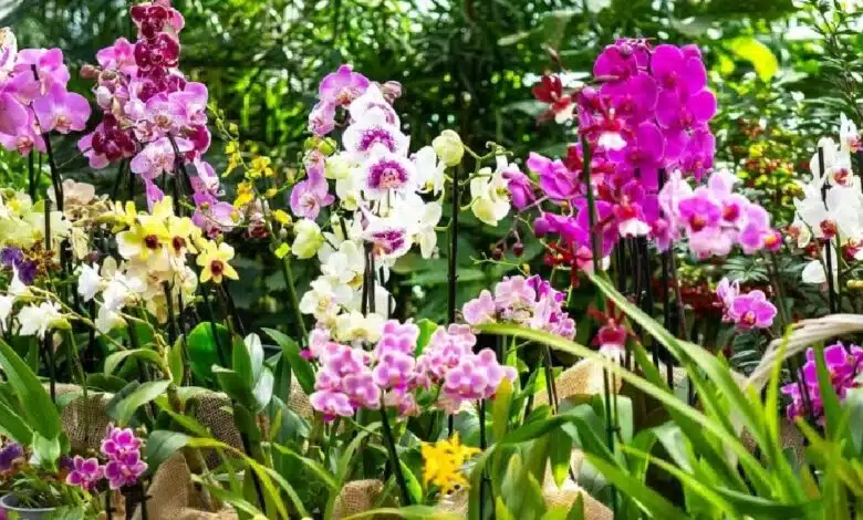 Museo de la Orquídea: un viaje sensorial en Coatepec (Foto de internet)