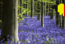 Hallerbos El Bosque Mágico de Bélgica que Renació de las Cenizas de la Guerra (Foto por 101 lugares increíbles y canva)