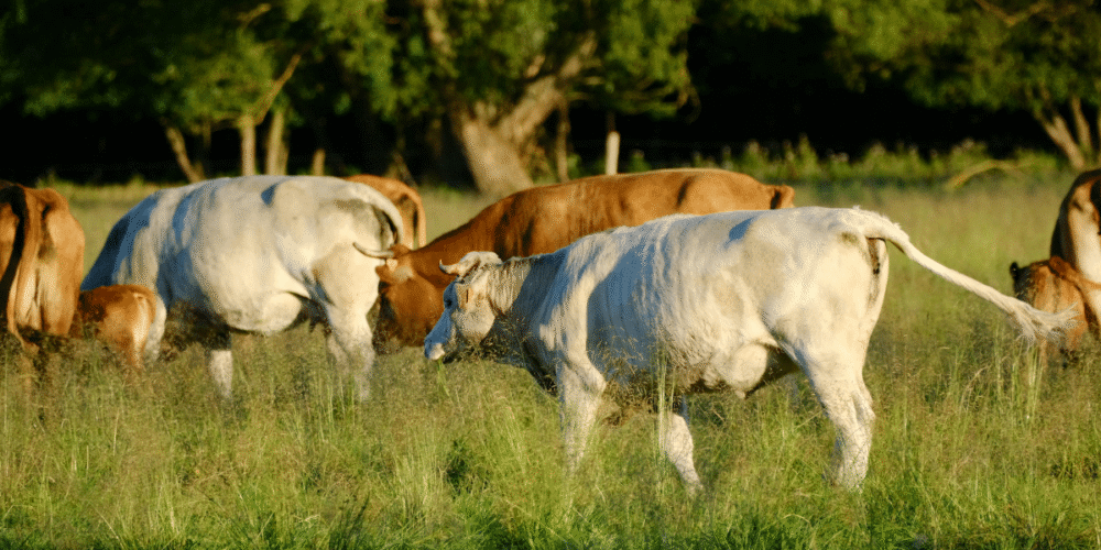 México y EE. UU. aún sin fecha para reabrir frontera ganadera, confirma Sheinbaum