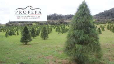 Profepa inspecciona más de 130 mil árboles de Navidad importados