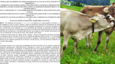 Alerta Zoosanitaria Máxima Sader Blinda a Todo México contra la Amenaza del Gusano Barrenador