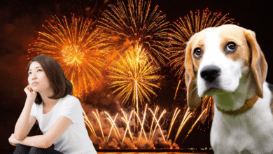 Cena en paz Guía de emergencia para proteger a tus mascotas de la pirotecnia y el estrés (Fotos Canva)