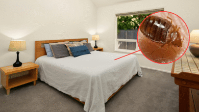 Chinche de cama o chinche besucona cómo identificarlas y conocer sus riesgos