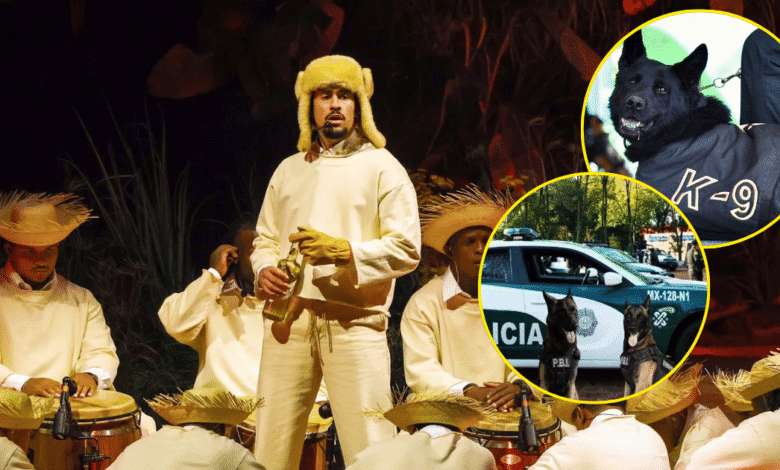Ellos cuidan los conciertos de Bad Bunny: los perritos guardianes de la CDMX