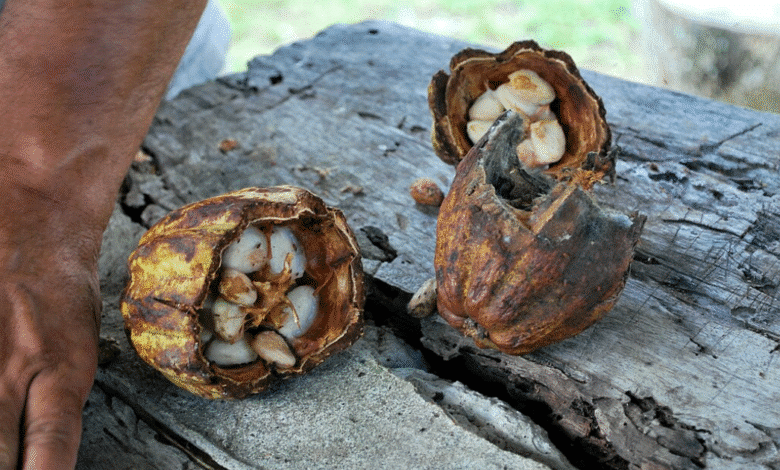 Productores veracruzanos apuestan por el cacao ante la crisis del campo (foto internet)