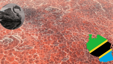 La Medusa de la naturaleza El Lago Natrón, donde el agua convierte a los animales en estatuas (Fotos por Nick Brand y Canva)