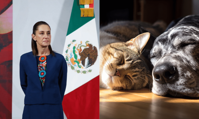 Sheinbaum impulsa una nueva Ley de Cuidado Animal con participación de organizaciones protectoras