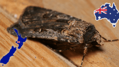 El increíble viaje de las polillas que usan la Vía Láctea como mapa estelar