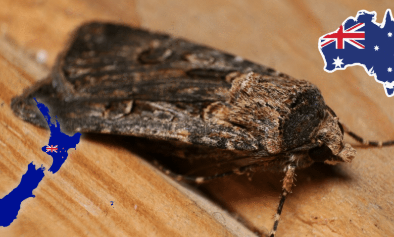 El increíble viaje de las polillas que usan la Vía Láctea como mapa estelar