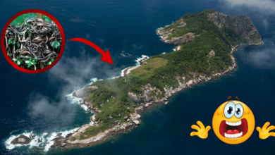 El paraíso prohibido de Brasil donde "aterrizar es no salir": Conoce la Isla de la Queimada Grande (Foto National Geographic y Canva)