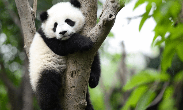 Por qué los pandas gigantes dejaron de estar en peligro de extinción