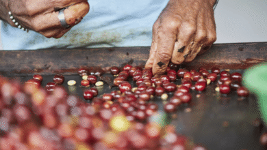 Guatemala reduce exportaciones de café 8.6% por aranceles de Estados Unidos