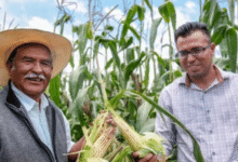 Más de 60 mil productores de granos básicos reciben apoyos federales en 19 estados