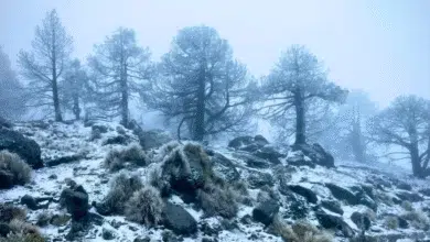 Refuerzan vigilancia en el Cofre de Perote en invierno
