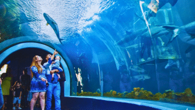Primer martes gratis del 2026 en el Aquarium de Veracruz