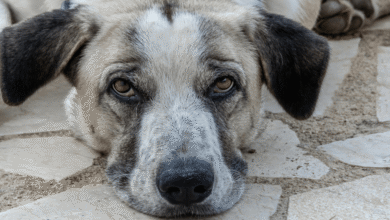 ¿Qué hacer ante una intoxicación en perros Guía urgente para actuar a tiempo