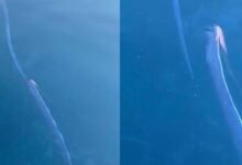 Pez del Juicio Final captado en aguas de Japón