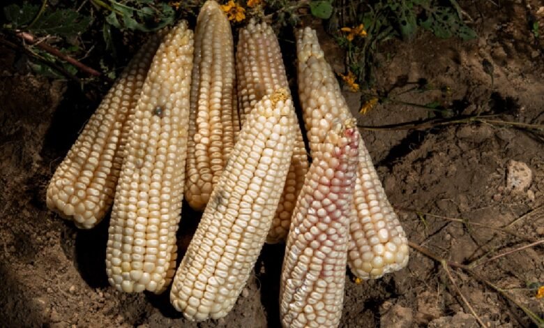 Simplifica AGRICULTURA trámites para incentivos al maíz blanco del ciclo Primavera-Verano 2025 (Foto de Gobierno de México)