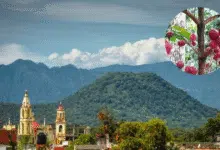 El aroma de la niebla La culminación de la cosecha en las fincas de Coatepec (Fotos MexicoTrip y eVerecruz)