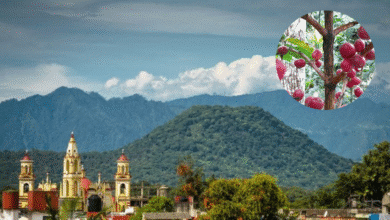 El aroma de la niebla La culminación de la cosecha en las fincas de Coatepec (Fotos MexicoTrip y eVerecruz)